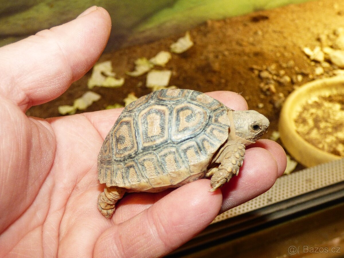 Želva pardálí (Stigmochelys pardalis) - 2
