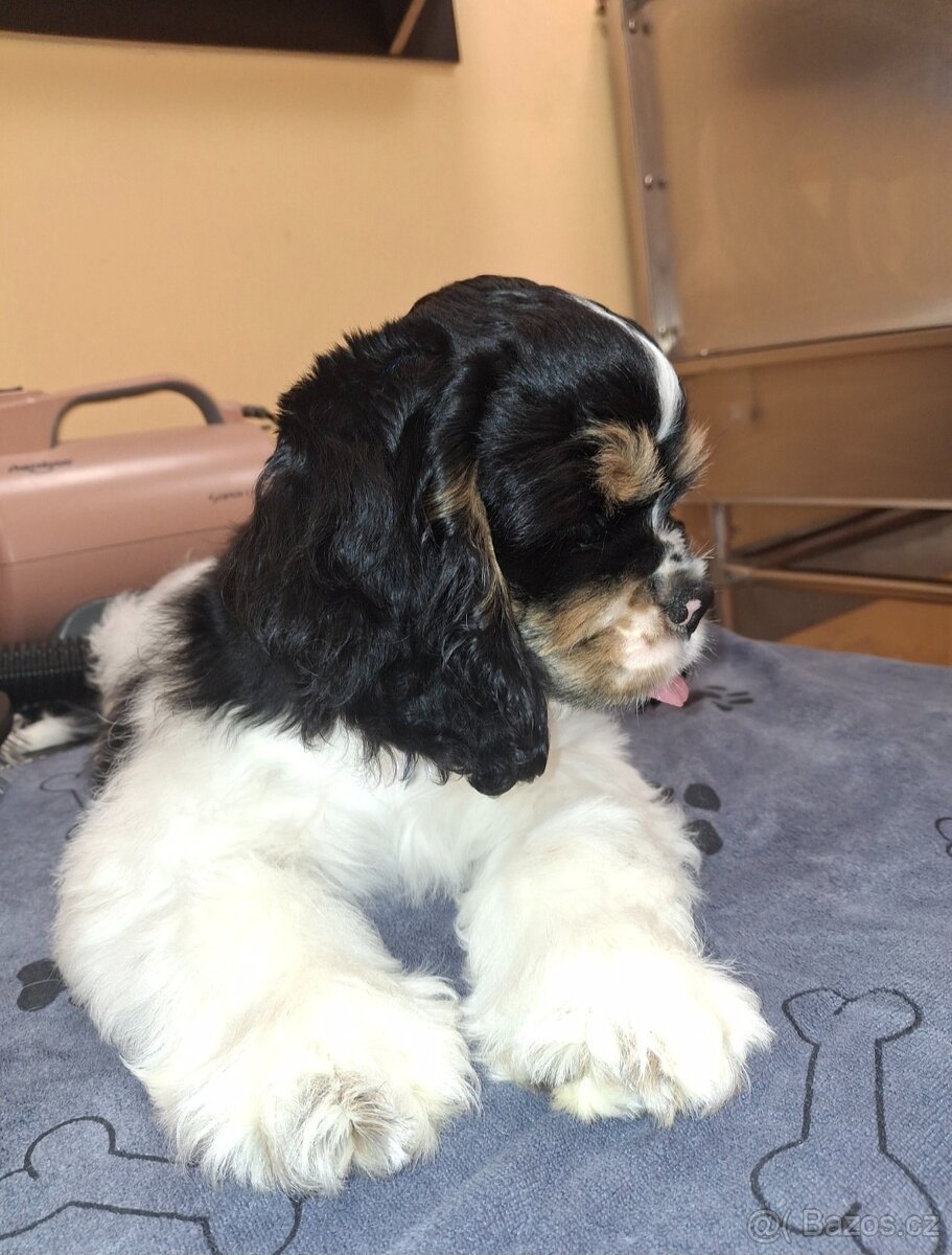 Americký kokršpaněl - 2