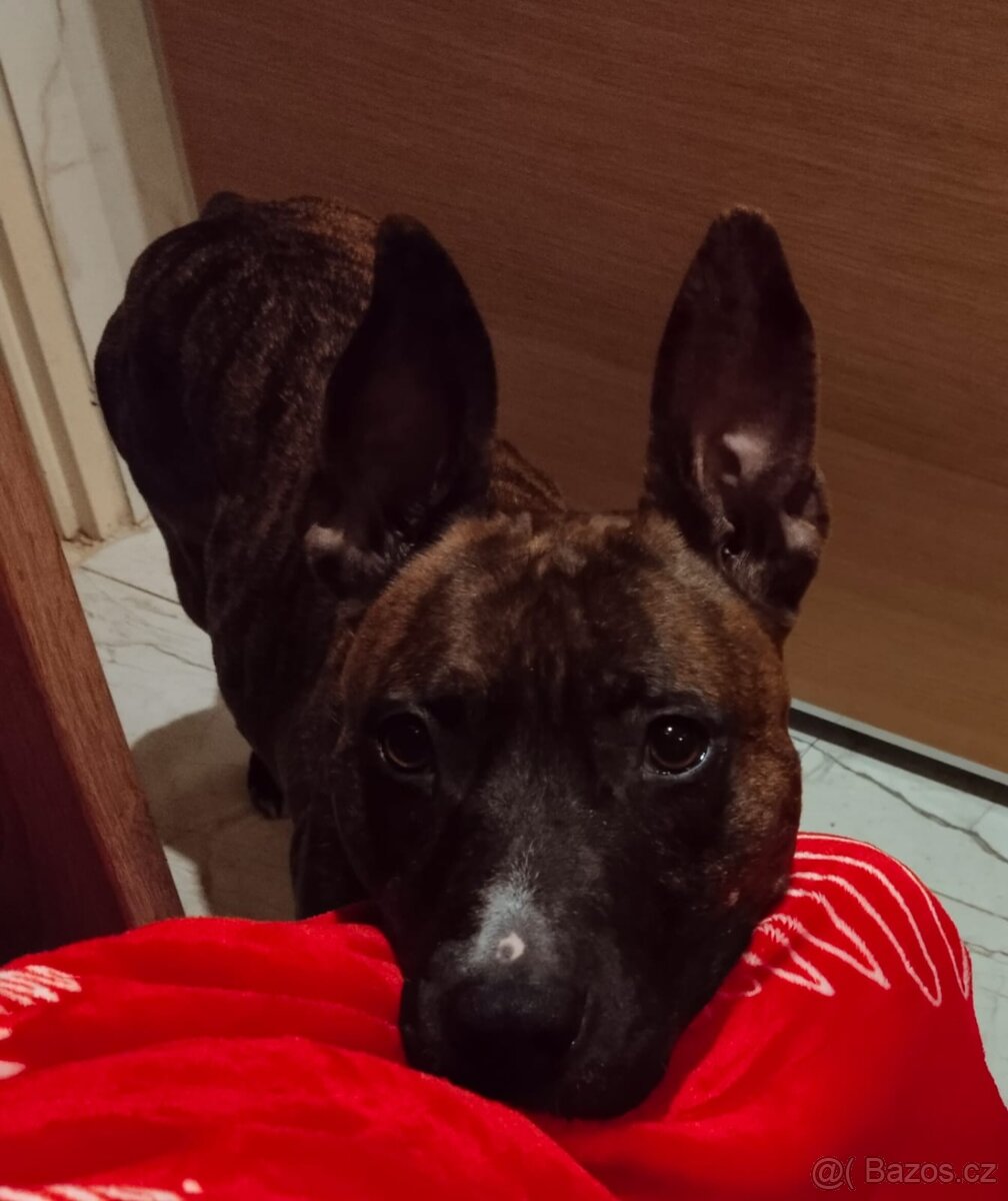 Stafford s pitbullem - 2