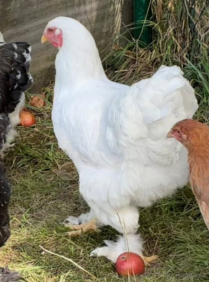 Nasadova vejce Brahmanka velka - 2