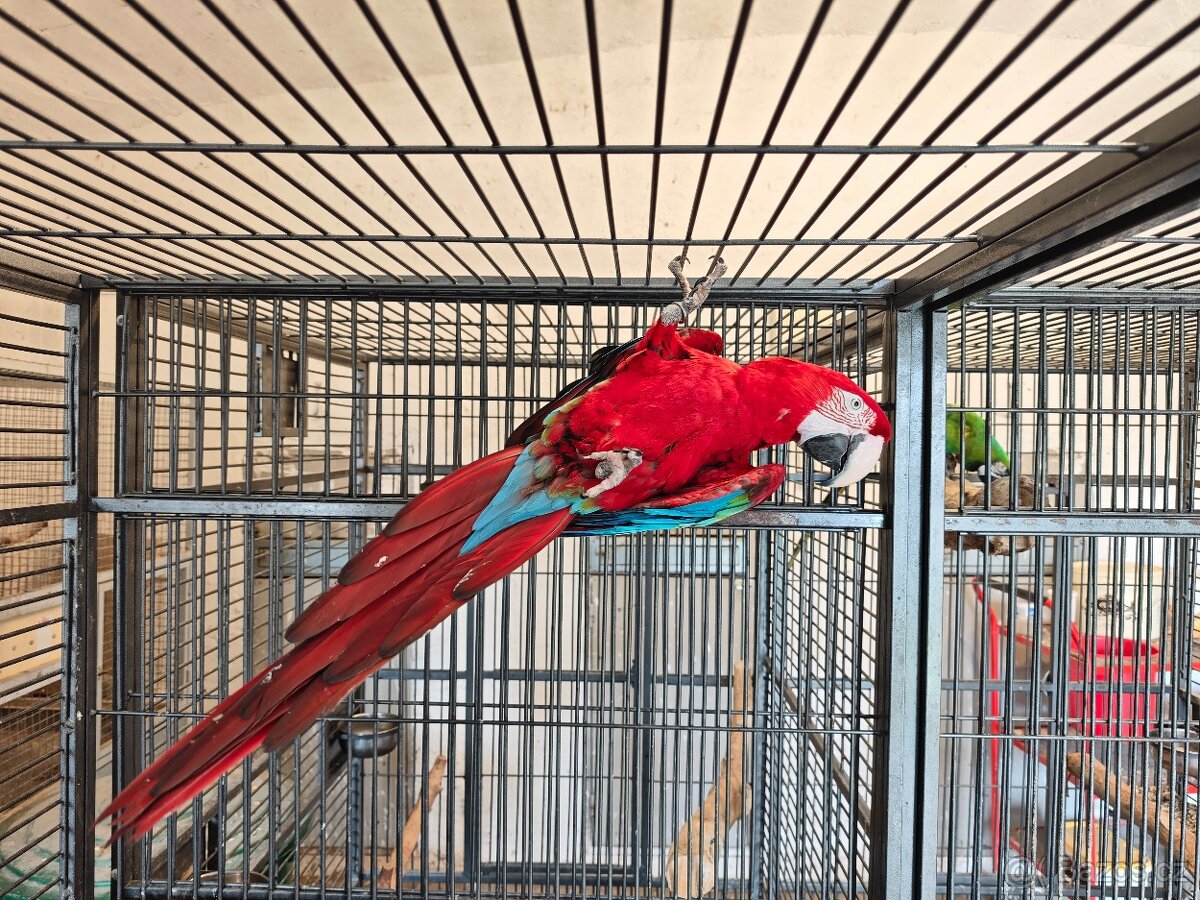 ara zelenokřídlá - 2