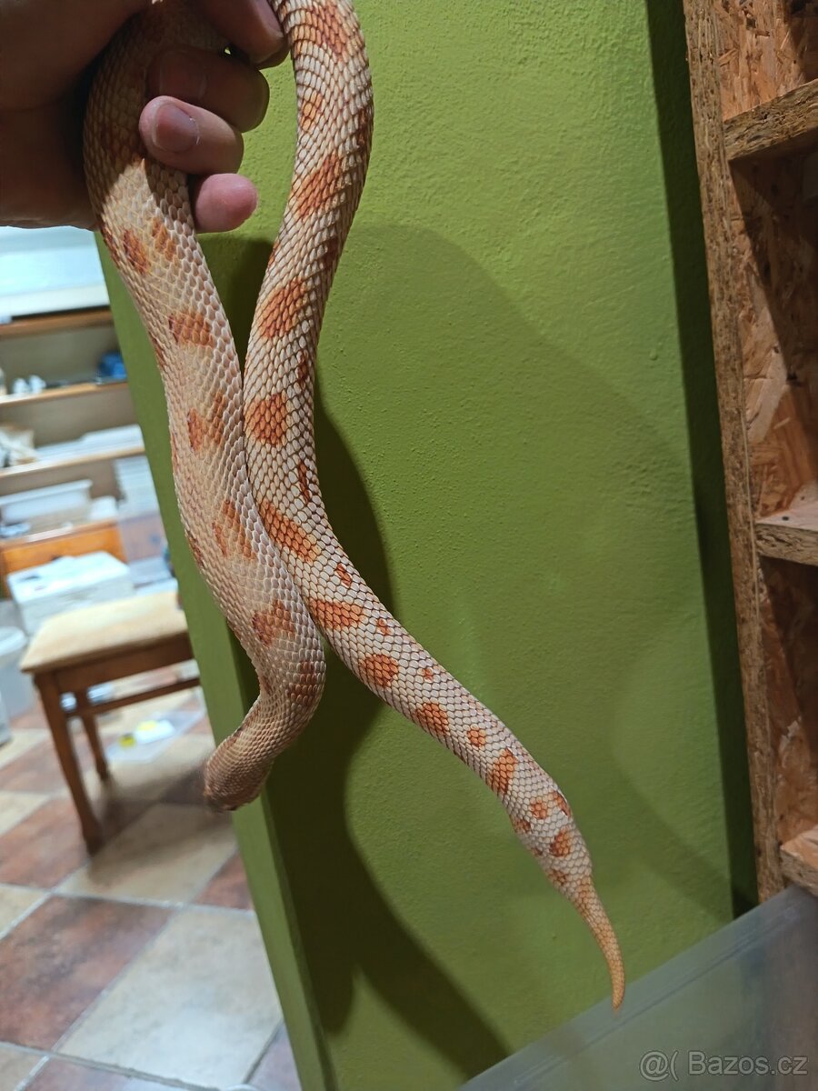 Heterodon nosatý - Samice Dospělá - 2