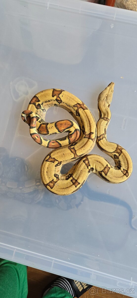 Boa constrictor - 2