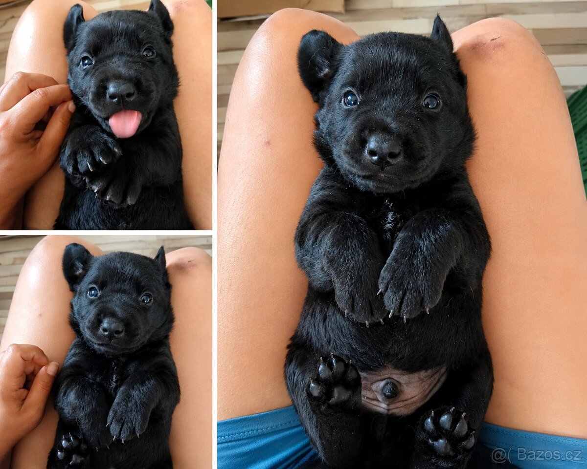 Labradorský retrívr - 2