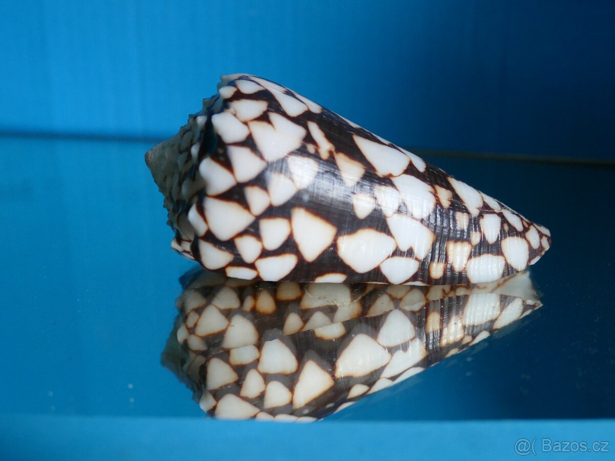 Conus bandanus - 2