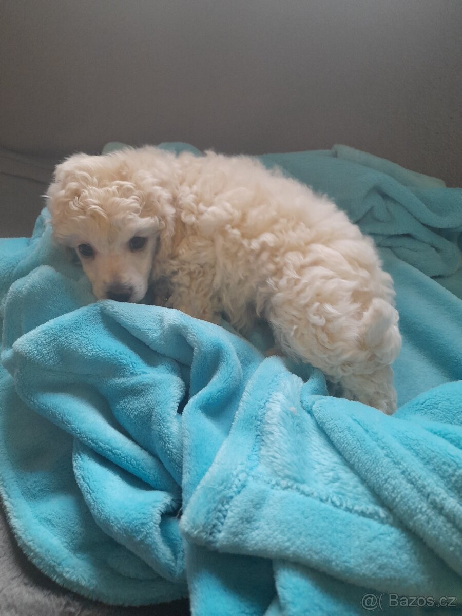 Pudl trpasličí - 2