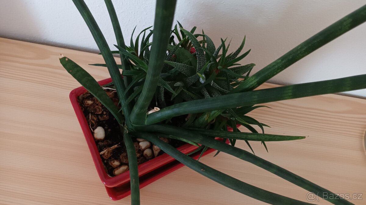 Sukulenty - různé - 2