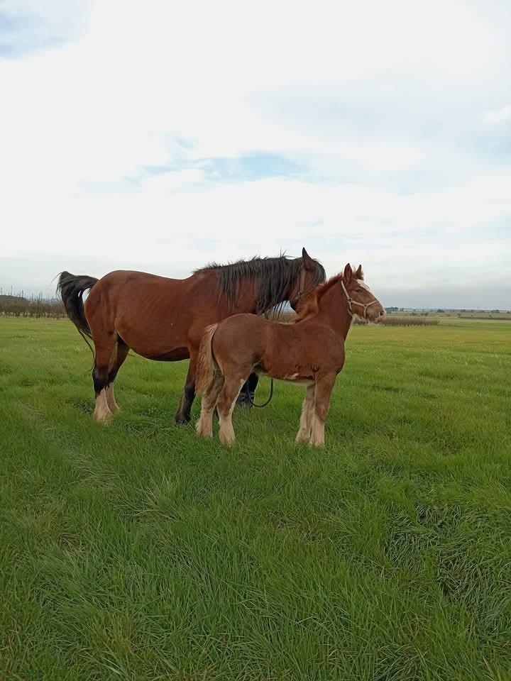 Drum horse hřebec, matka Shire horse, otec irský cob - 2