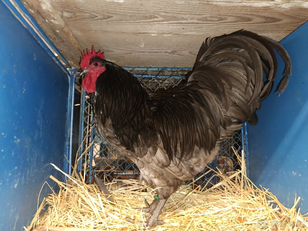 Australky kohouti - 2