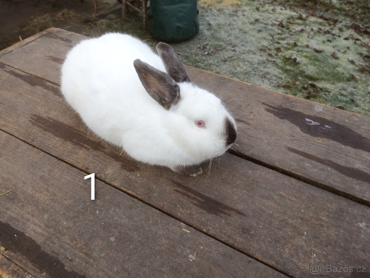 Samice králíka kříženky Nb+Kal - 2