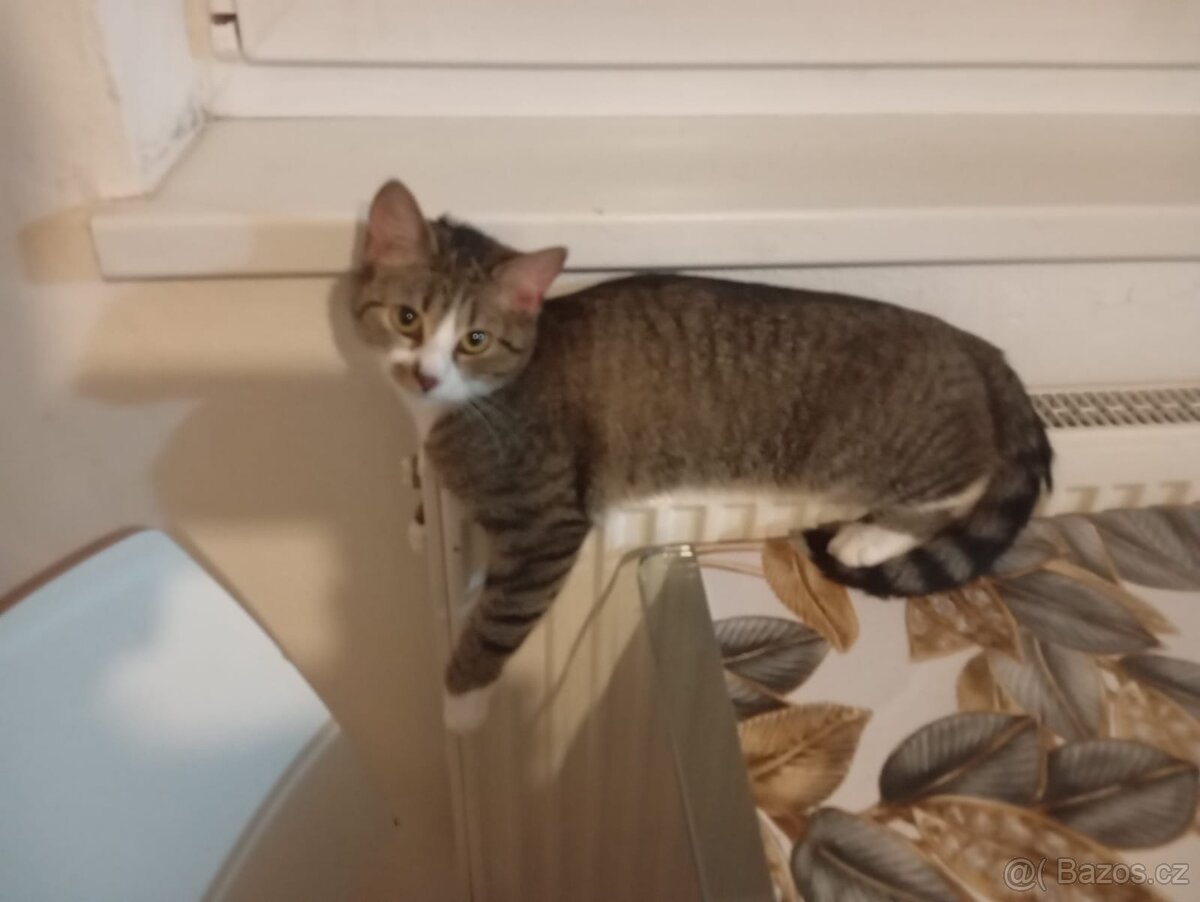 Daruji kočičky - 2