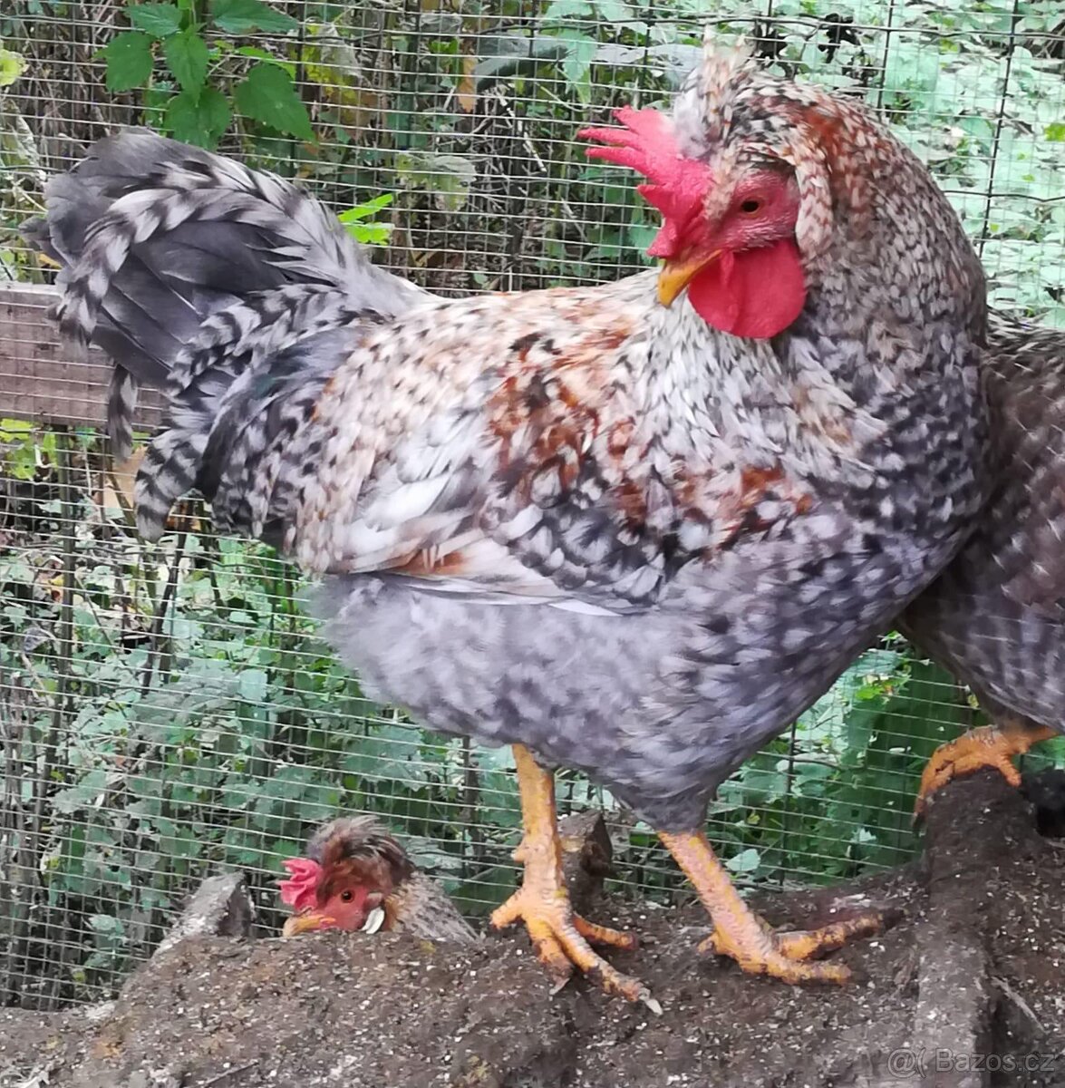 Kouhouti Cream Legbar - 2