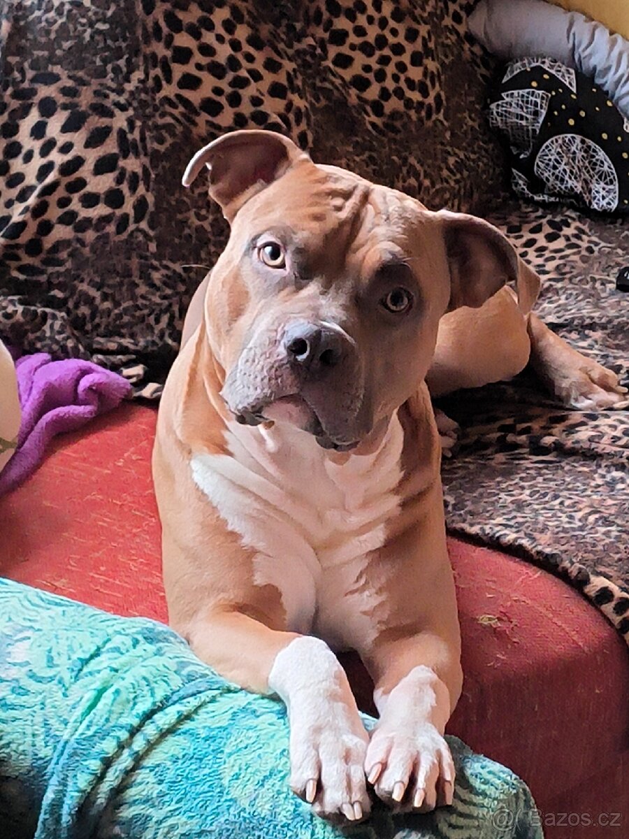Americký stafordšírský teriér ke krytí - 2