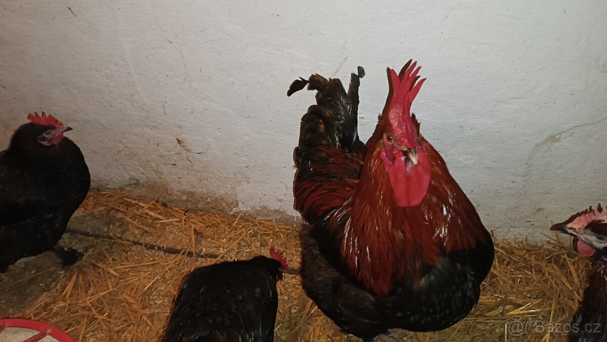 Prodám nasadova vejce - 2