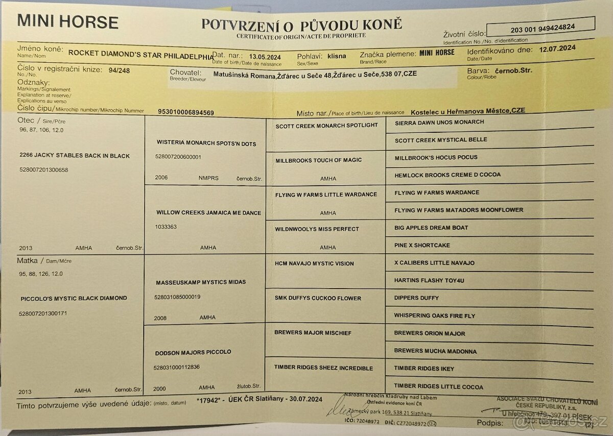Klisna Minihorse, 2 roky - 2