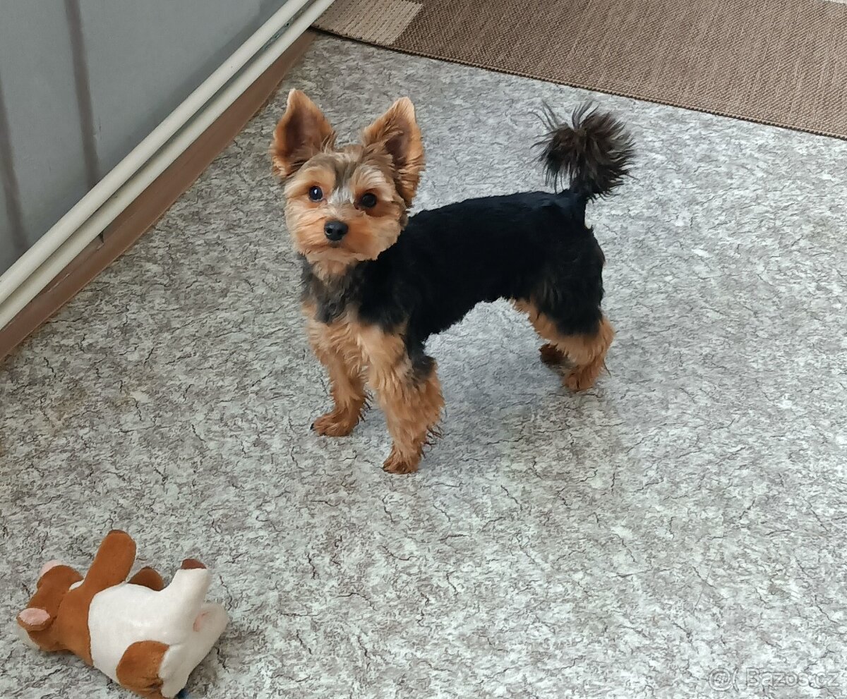 Jorkšírský teriér - 2