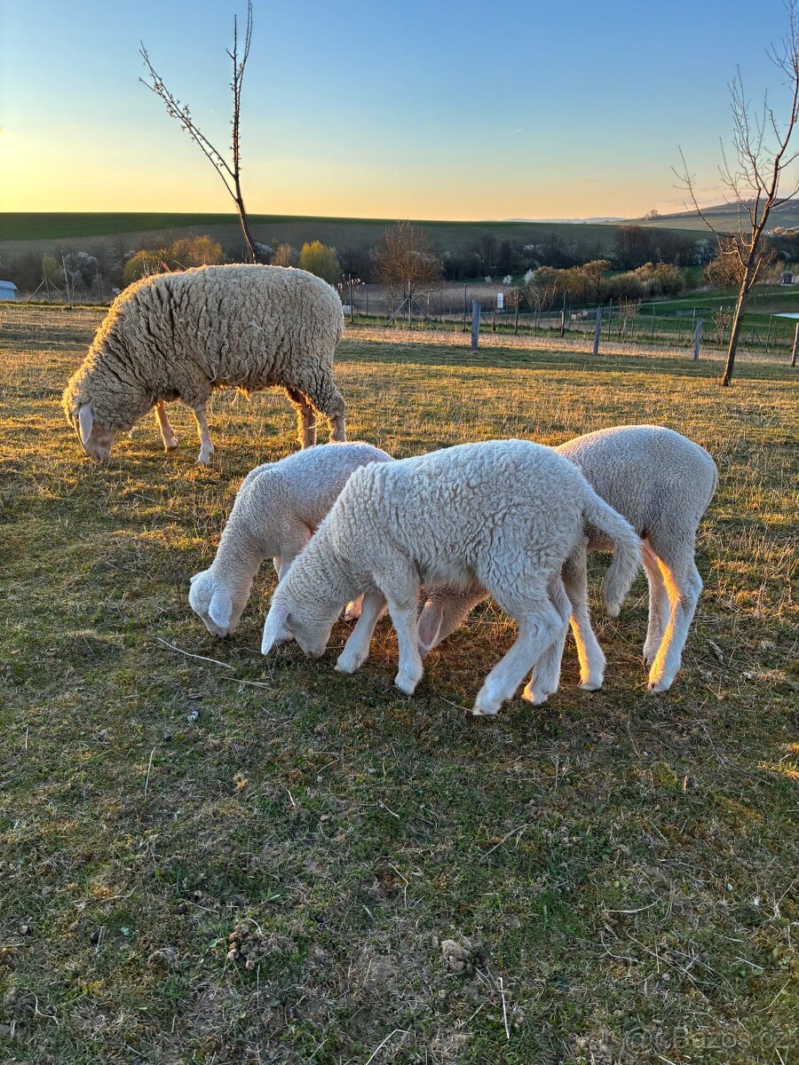 Jehňata 2026 - 2