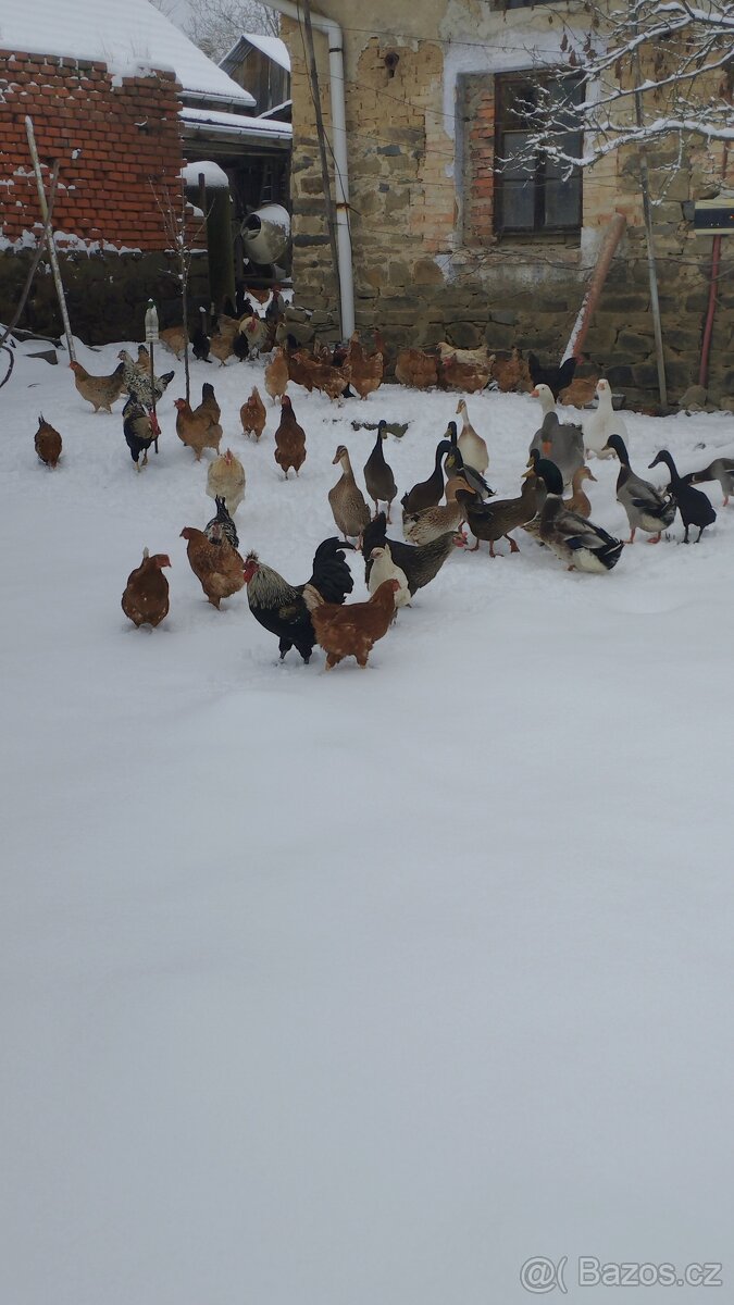 Domácí vajíčka - 2