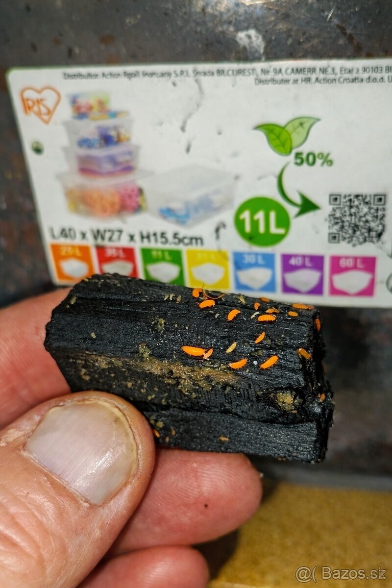 Prodám springtails Orange.. - 2