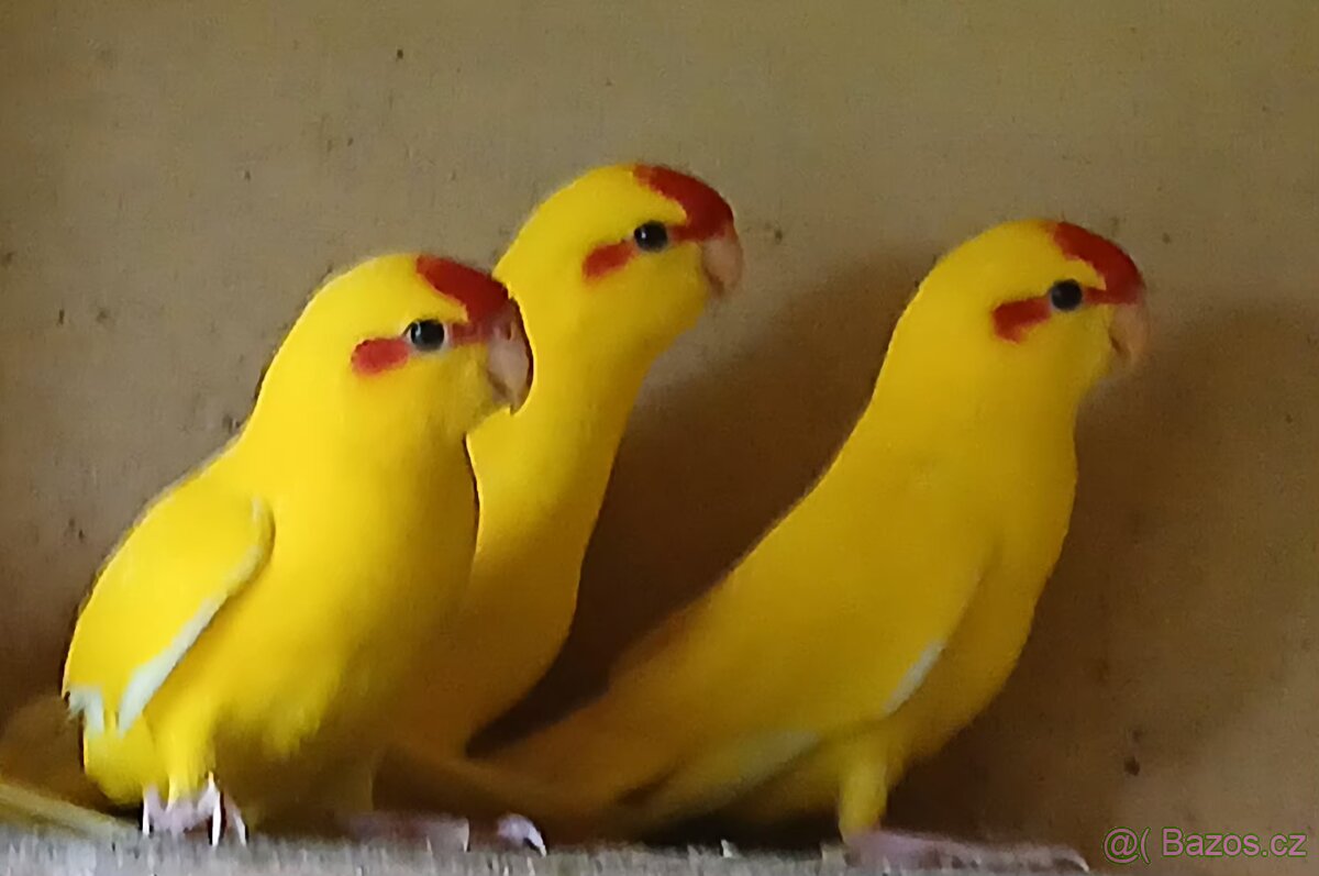 Kakariki - 2
