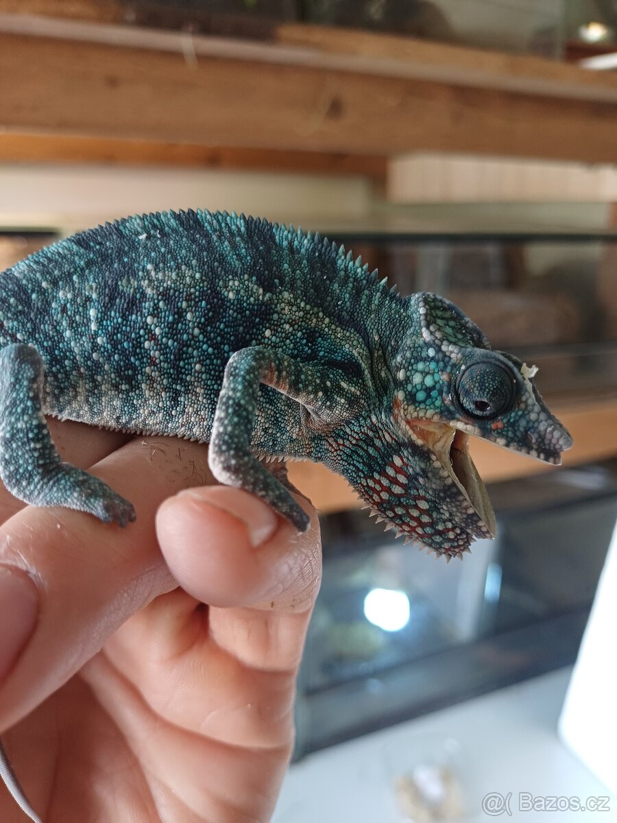 Furcifer pardalis nosy be - 2