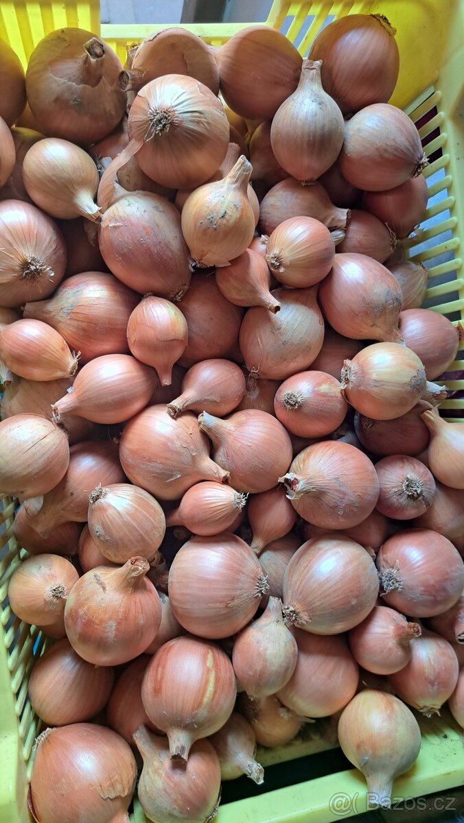 Prodáme brambory a cibuli na uskladnění - 2