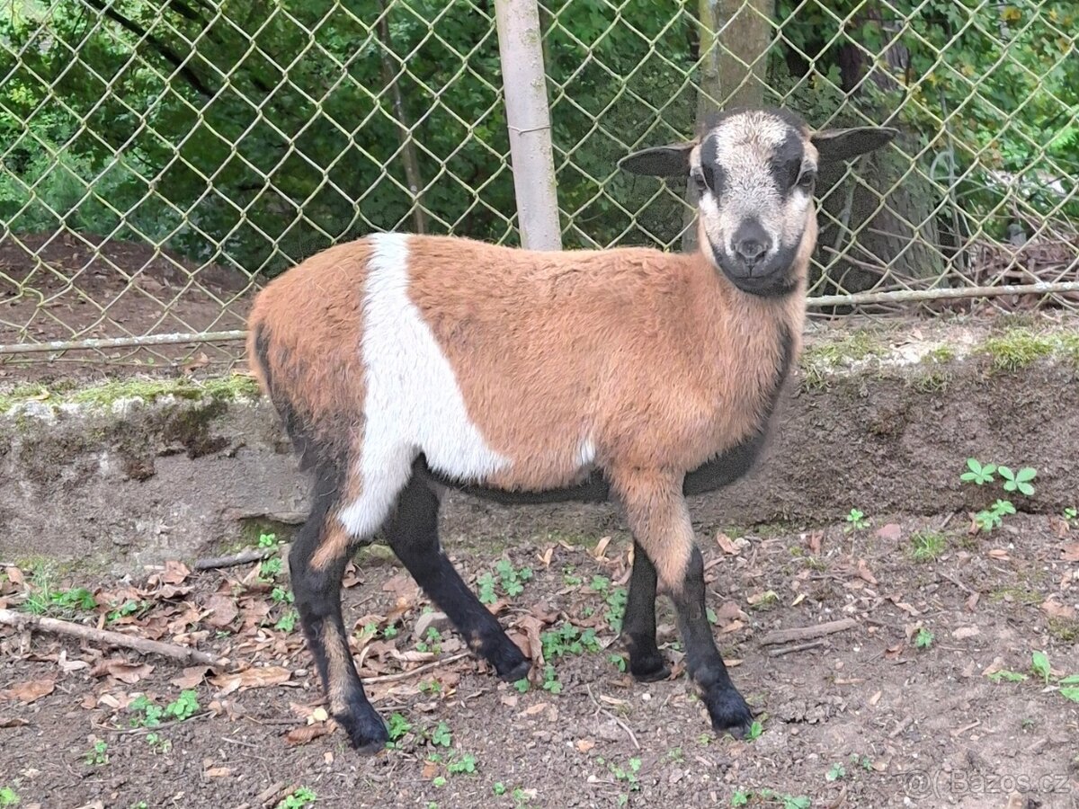 Ovce kamerunská, ovečka a beránek - 2