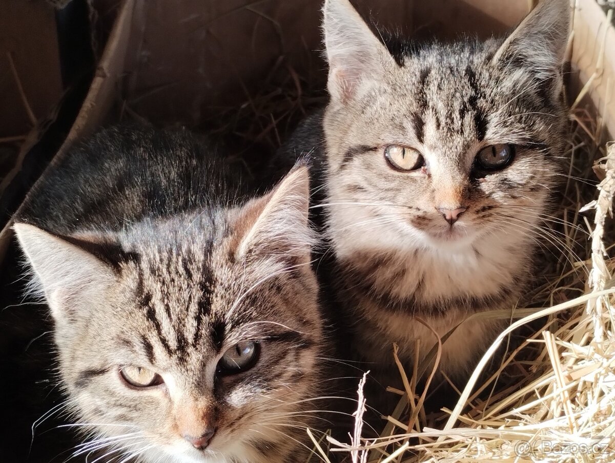 Darujeme koťata - 2