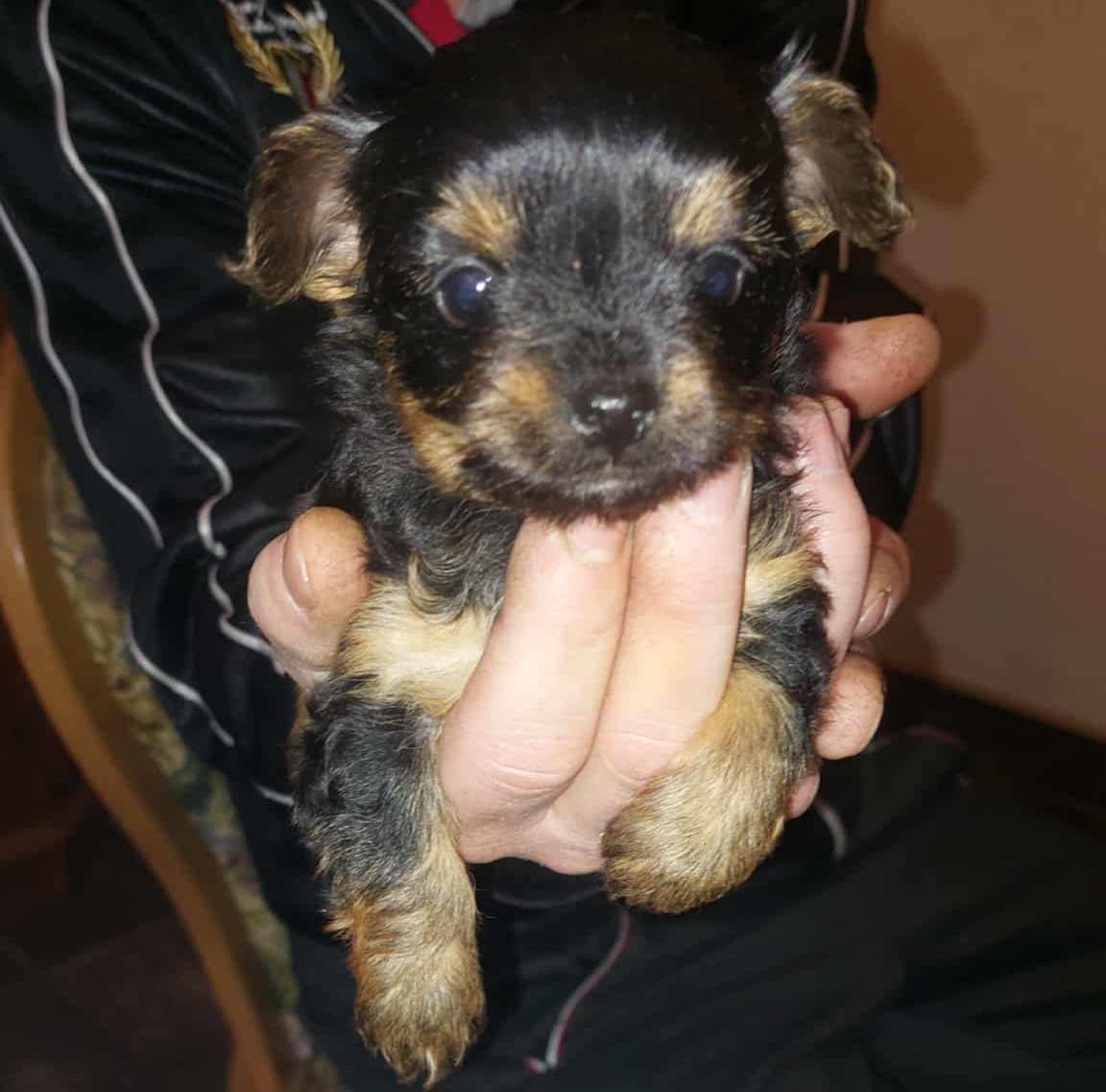 Čivavaxjorkšír - 2