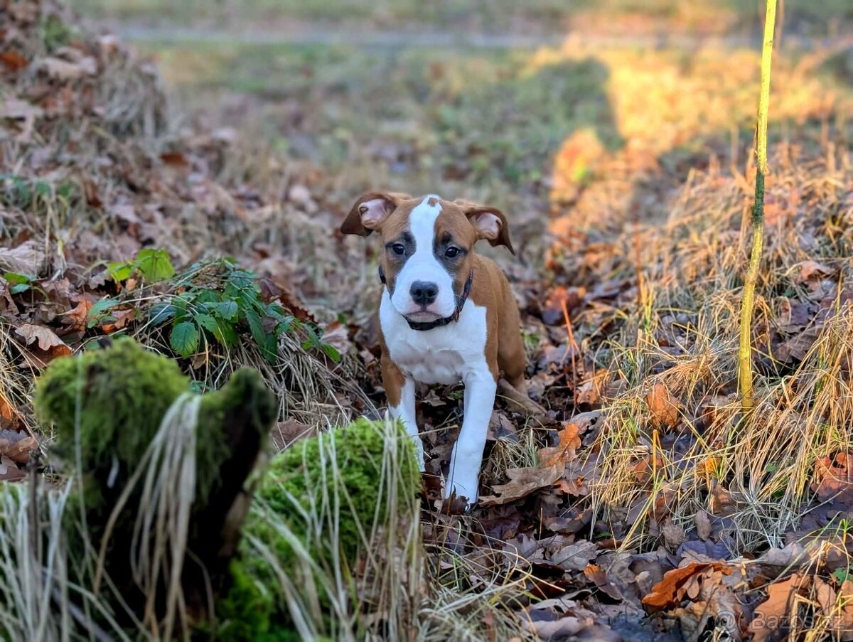 Americký stafordšírský teriér PP pes - 2