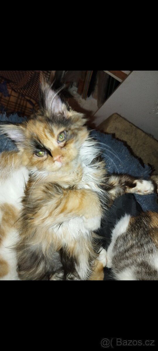 Mainská mývalí koťátka bez PP - 2