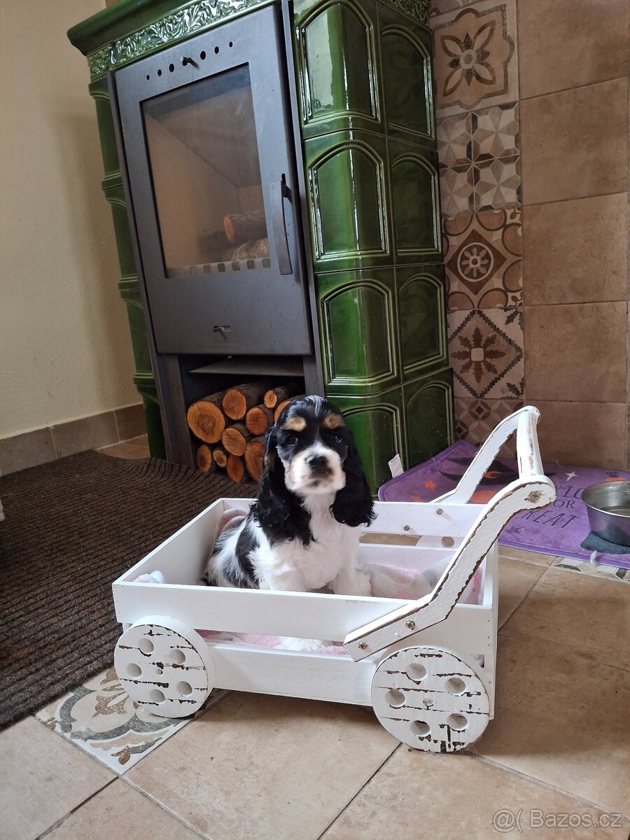 Americký kokršpaněl - 2