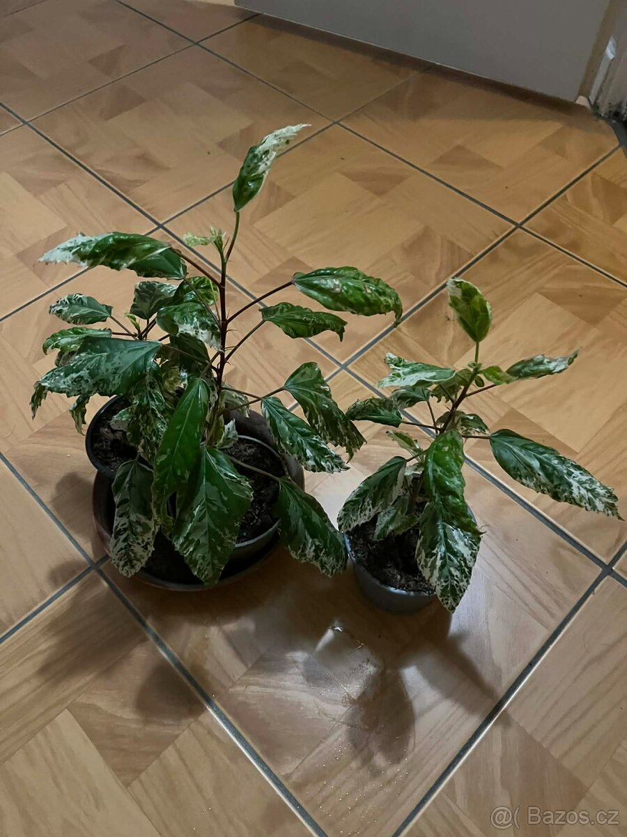 Ibišek panašovaný - 2