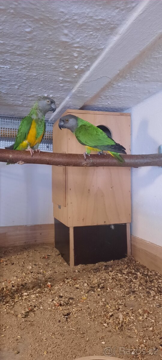 Papoušek senegalský - 2