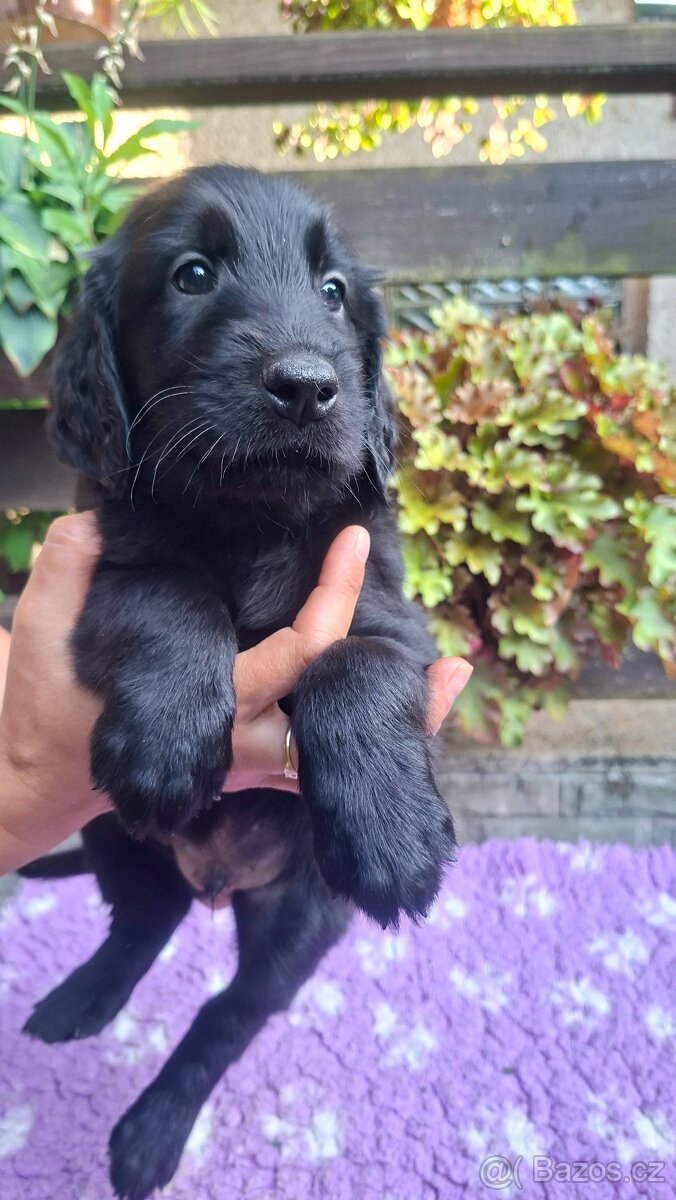 Štěňátka Flat coated retriever s PP - 2