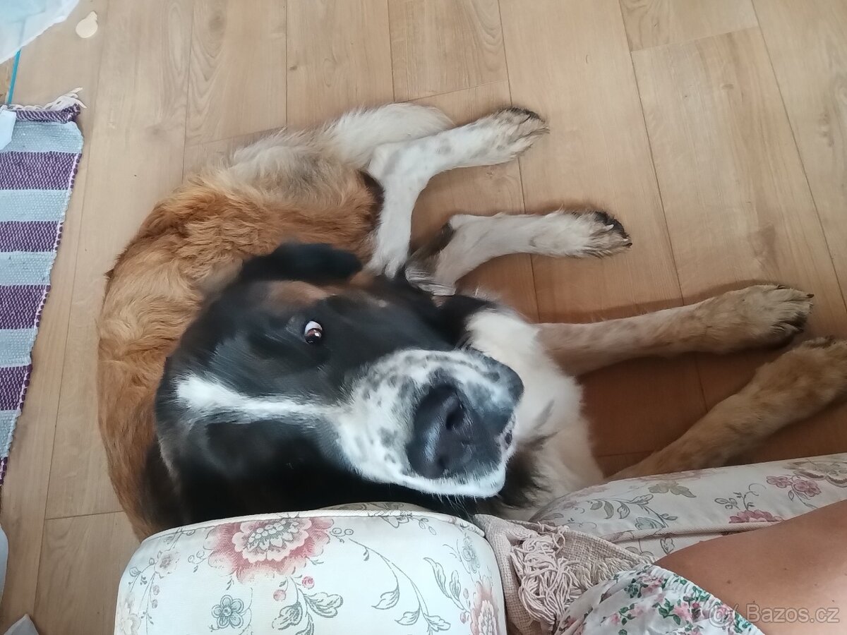 Moskevský strážní pes daruji - 2