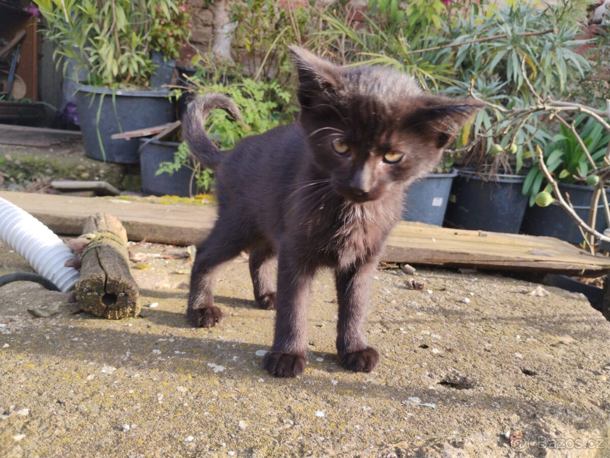 Darujeme kocourky - 2