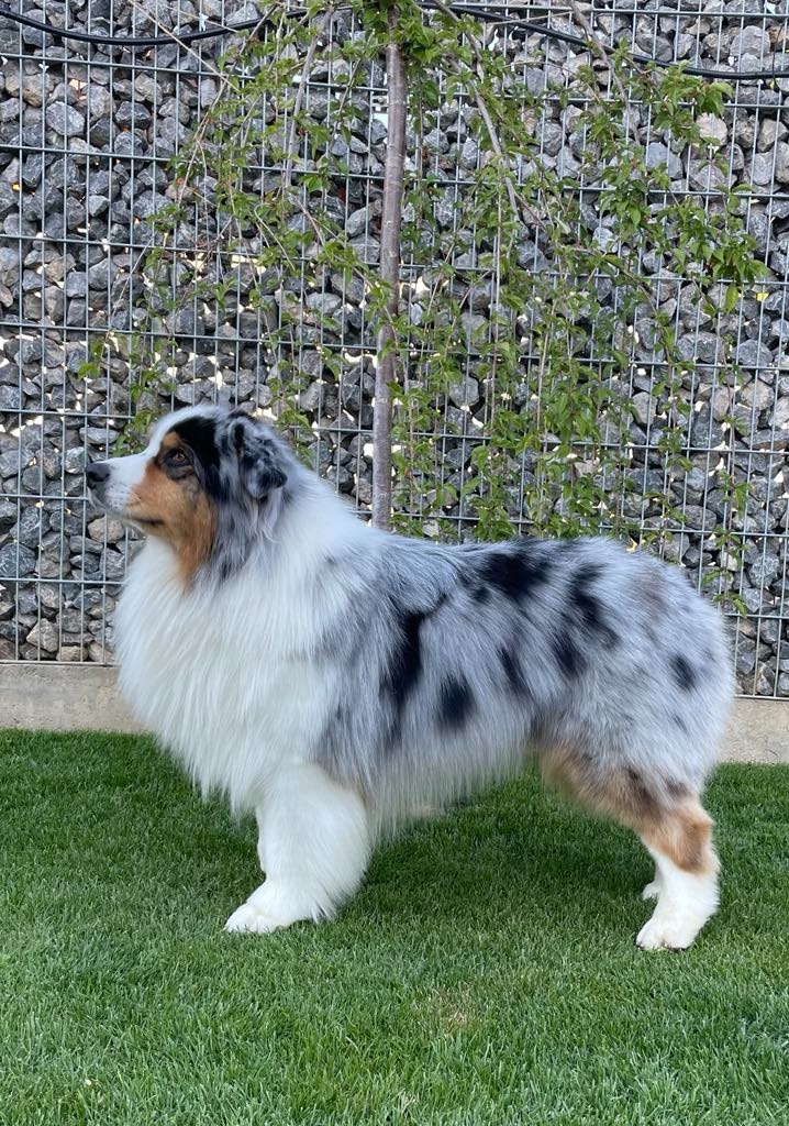 Australsky ovčák KRYTI - 2