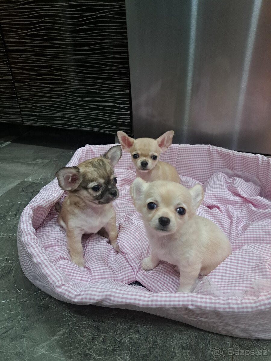 Čivava Mini Fenečky - 2