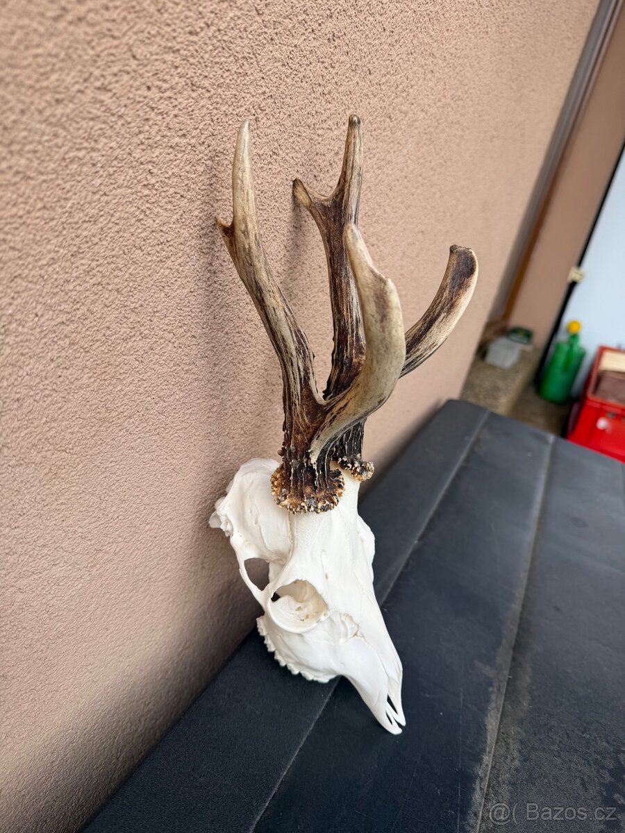 Srnci trofej parozi - 2