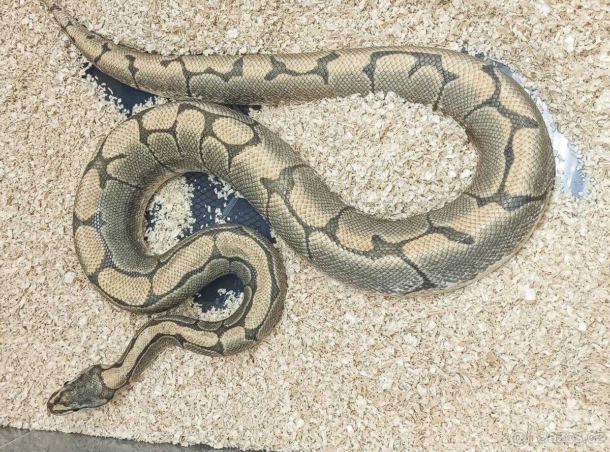 Adult Python Regius - 2