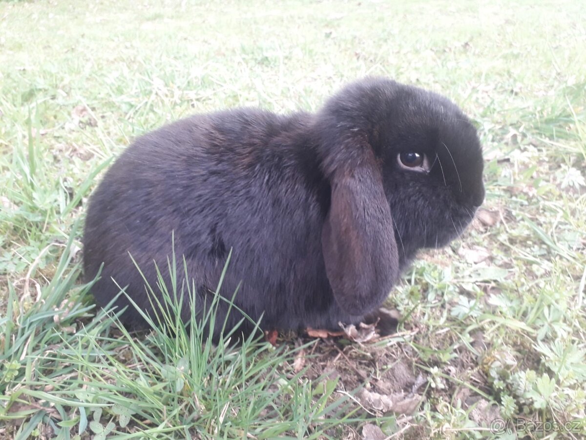 Zakrslý beránek, samec - 2