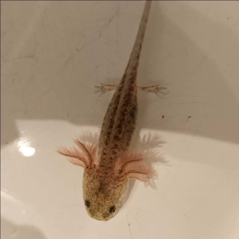 Axolotl mexický - 2