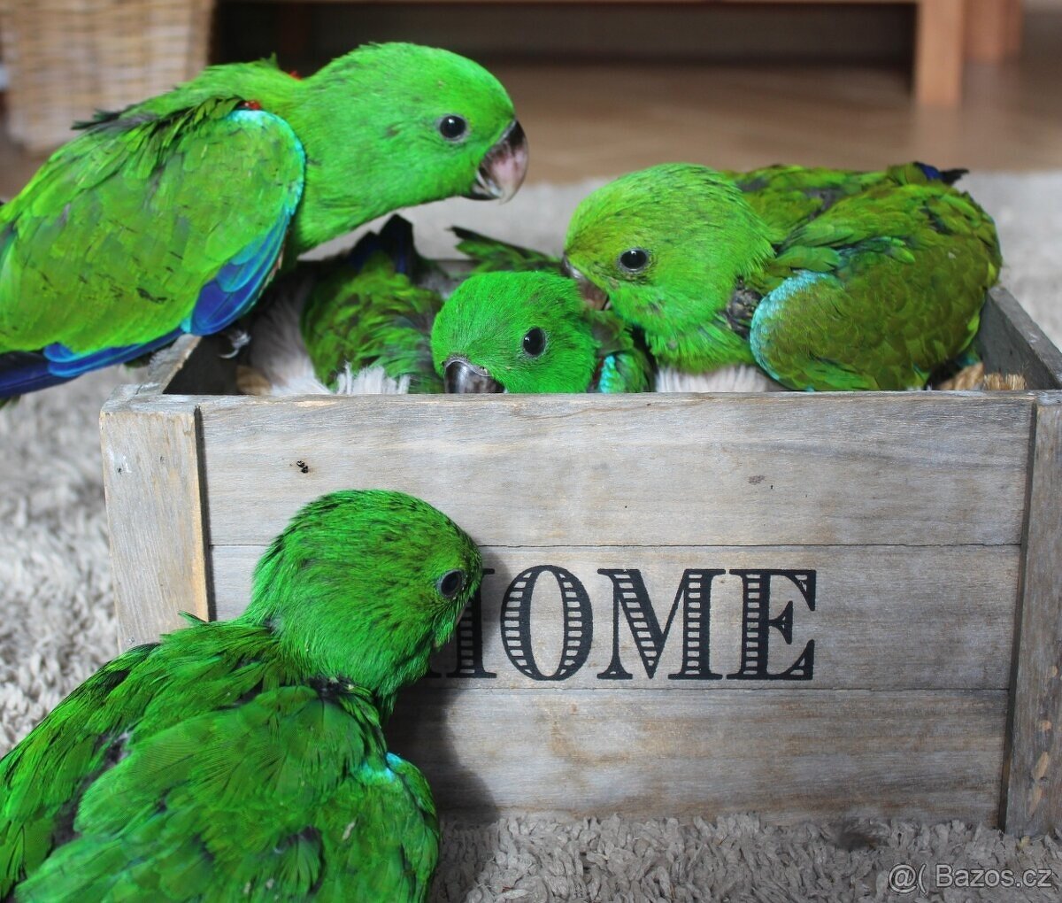 Eklektus různobarvý (Eclectus roratus) - 2