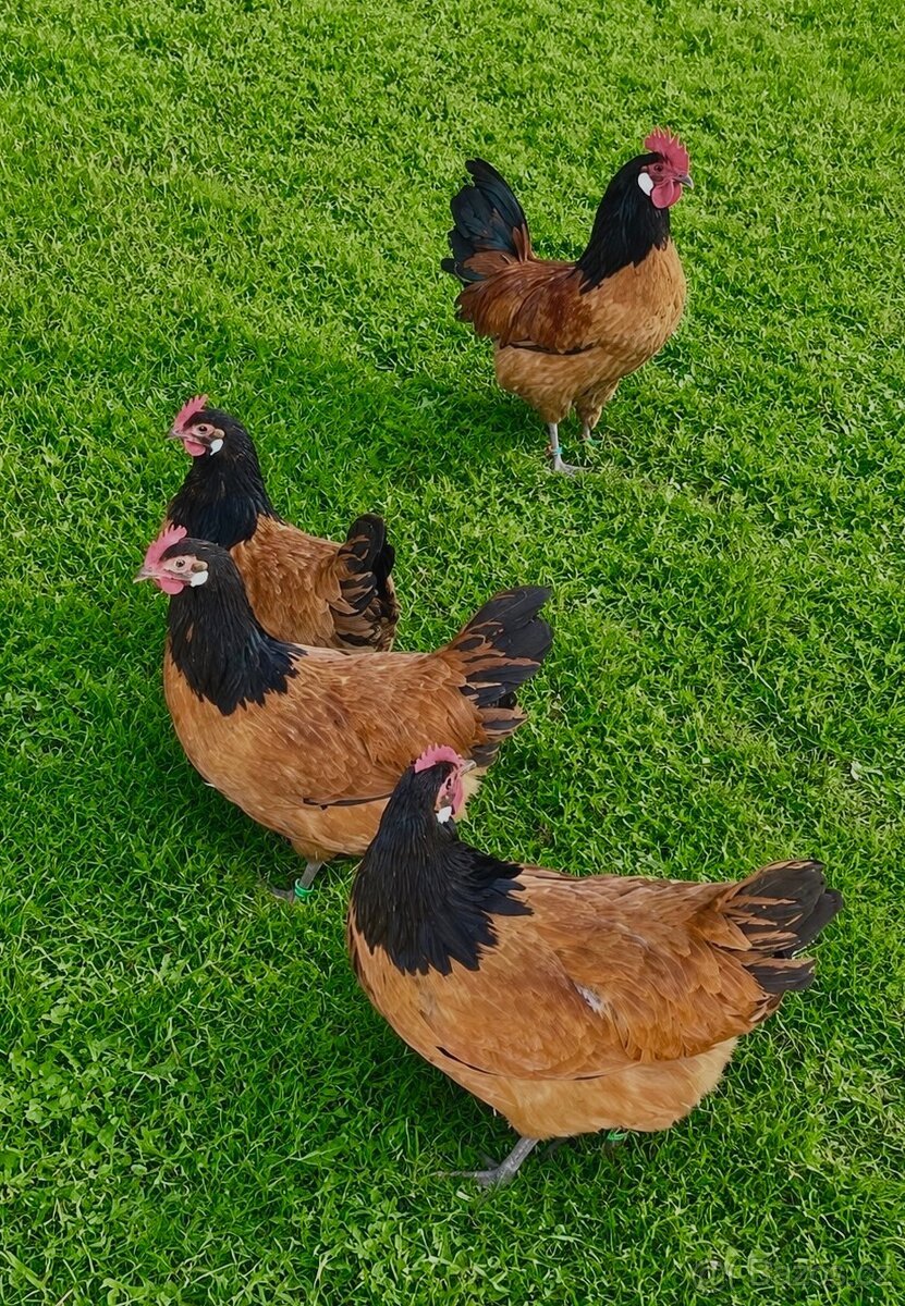 Forverka nasadová vajíčka - 2