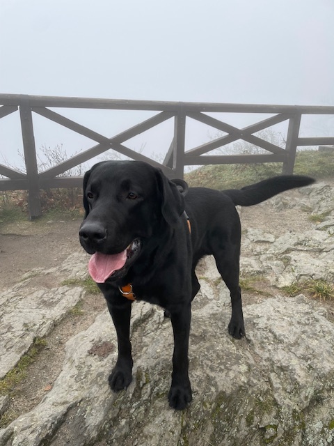 Černý labrador krytí - 2