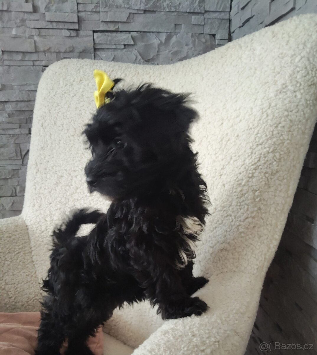 Štěňátko Yorkipoo - 2
