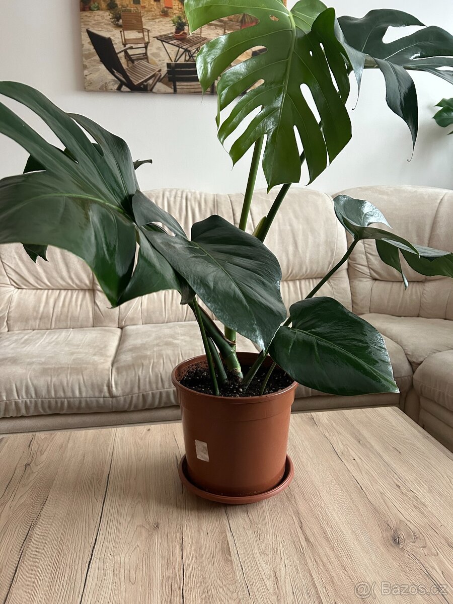 Monstera cca 85 cm - 2