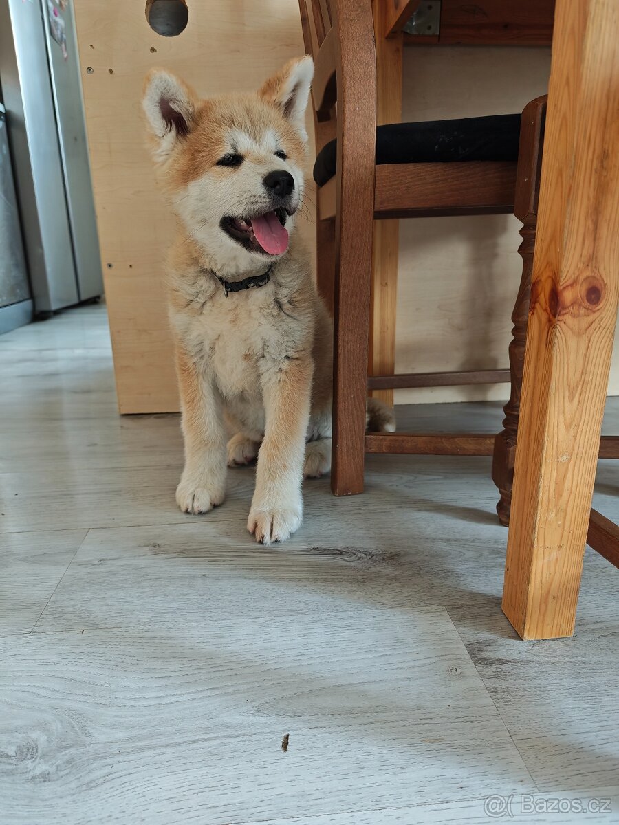 Akita inu - 2