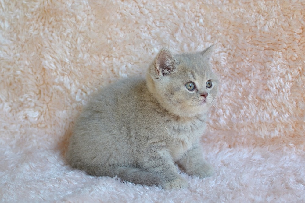 Kočička Velvet Angel s PP - 2